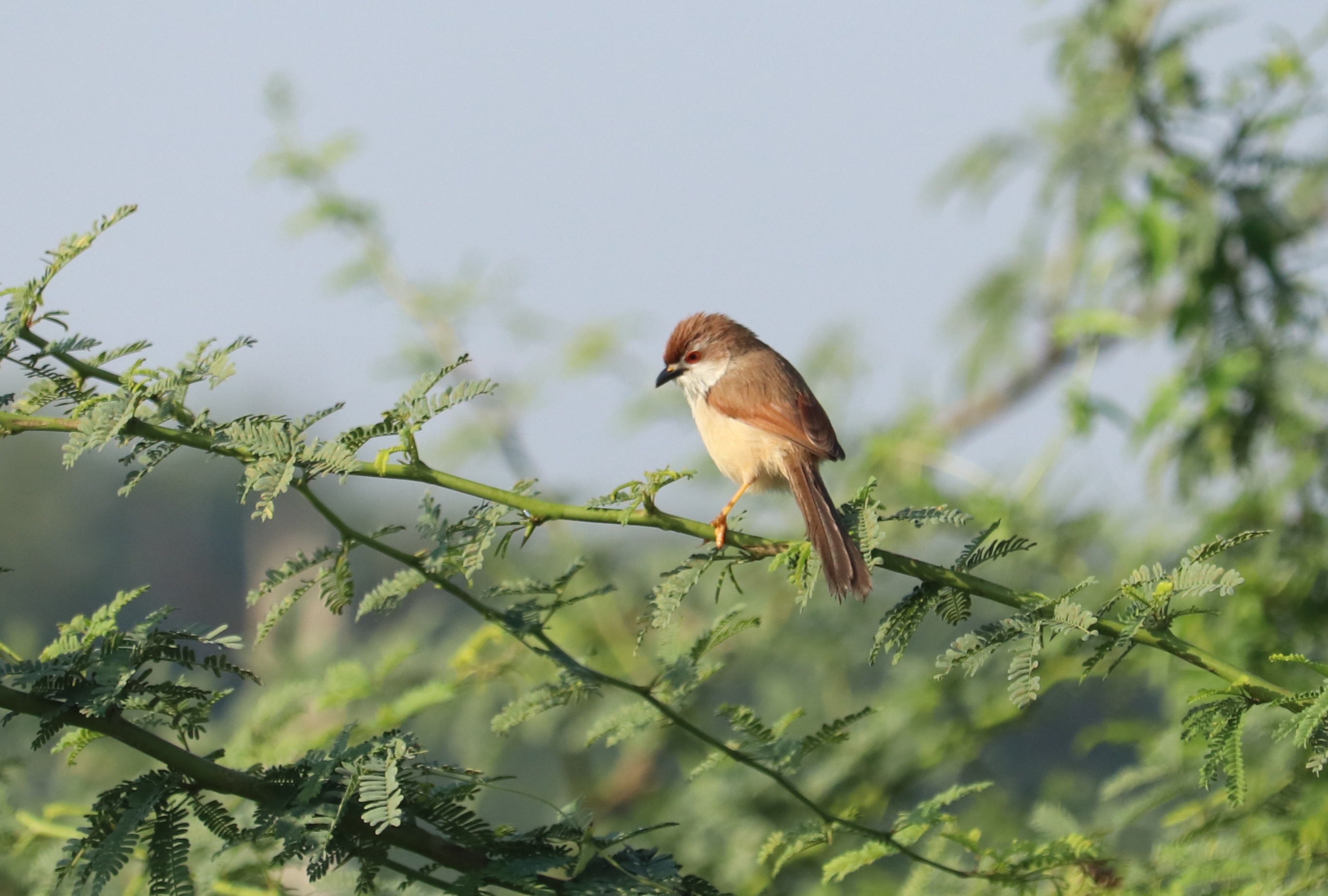 Yellow-eyed Babbler