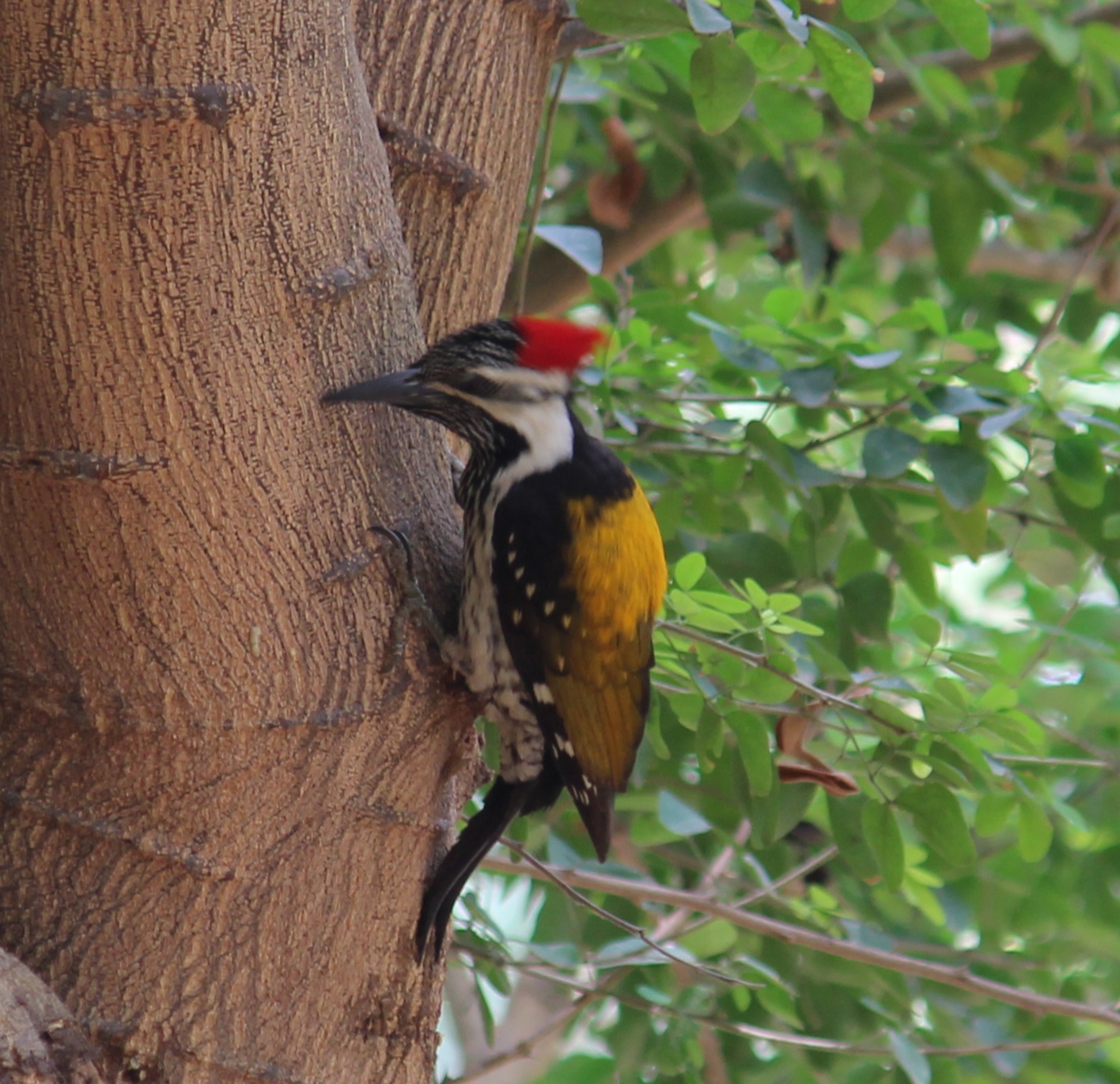 Black-rumped Flameback