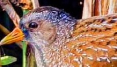 Spotted Crake