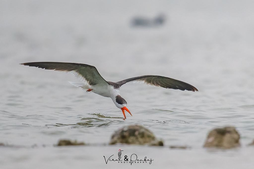 Indian Skimmer
