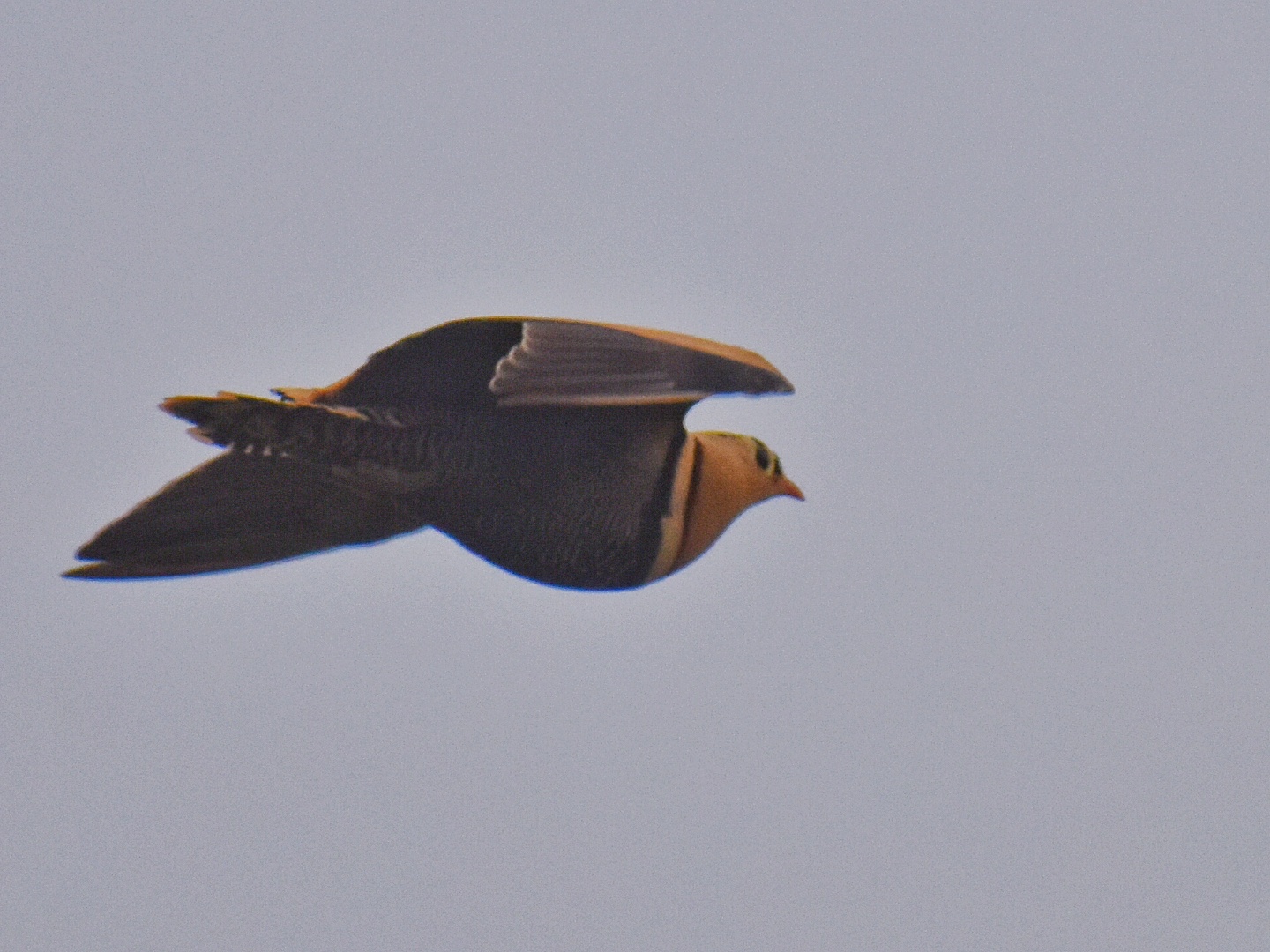 Painted Sandgrouse