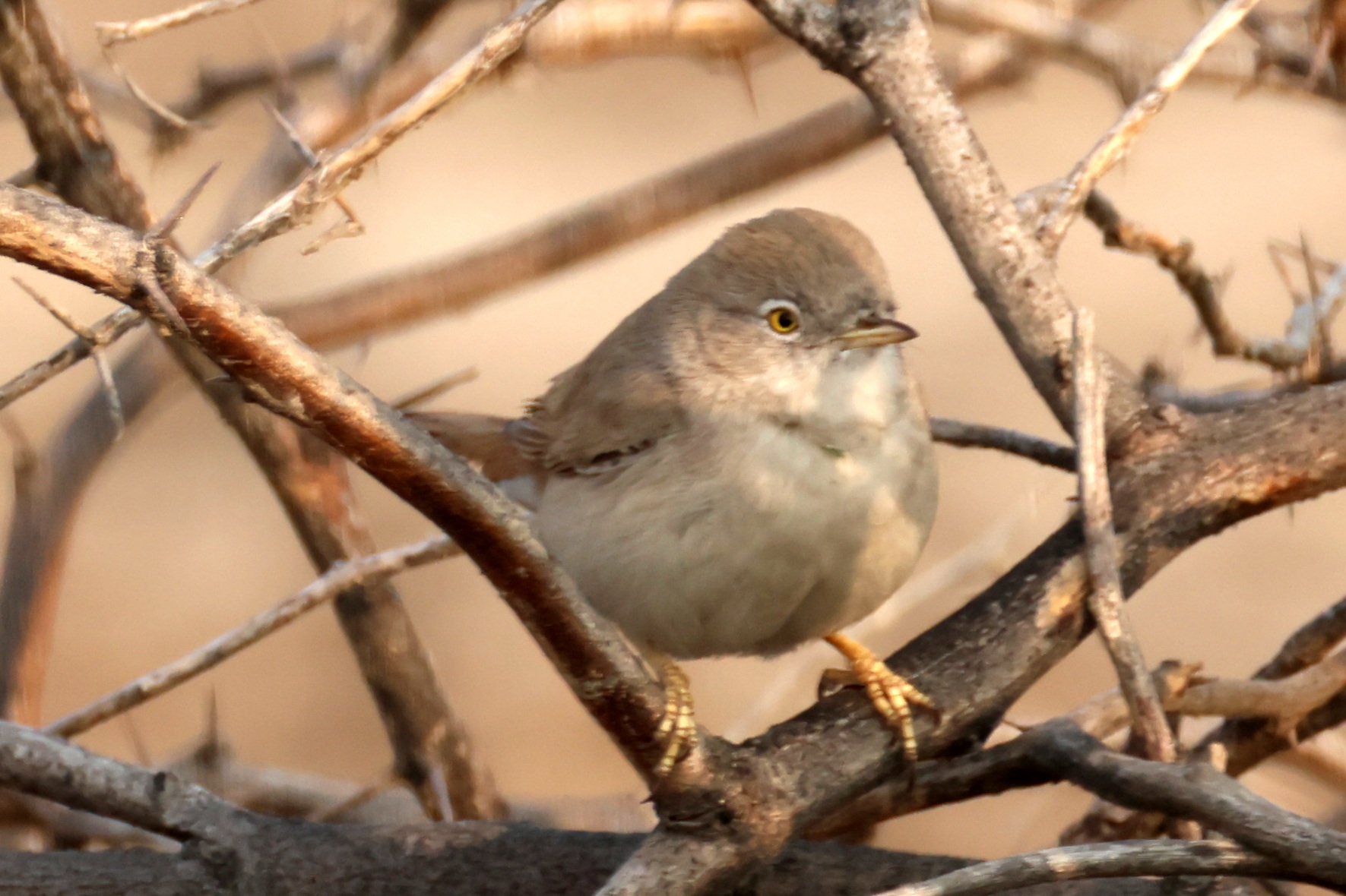 Asian Desert Warbler