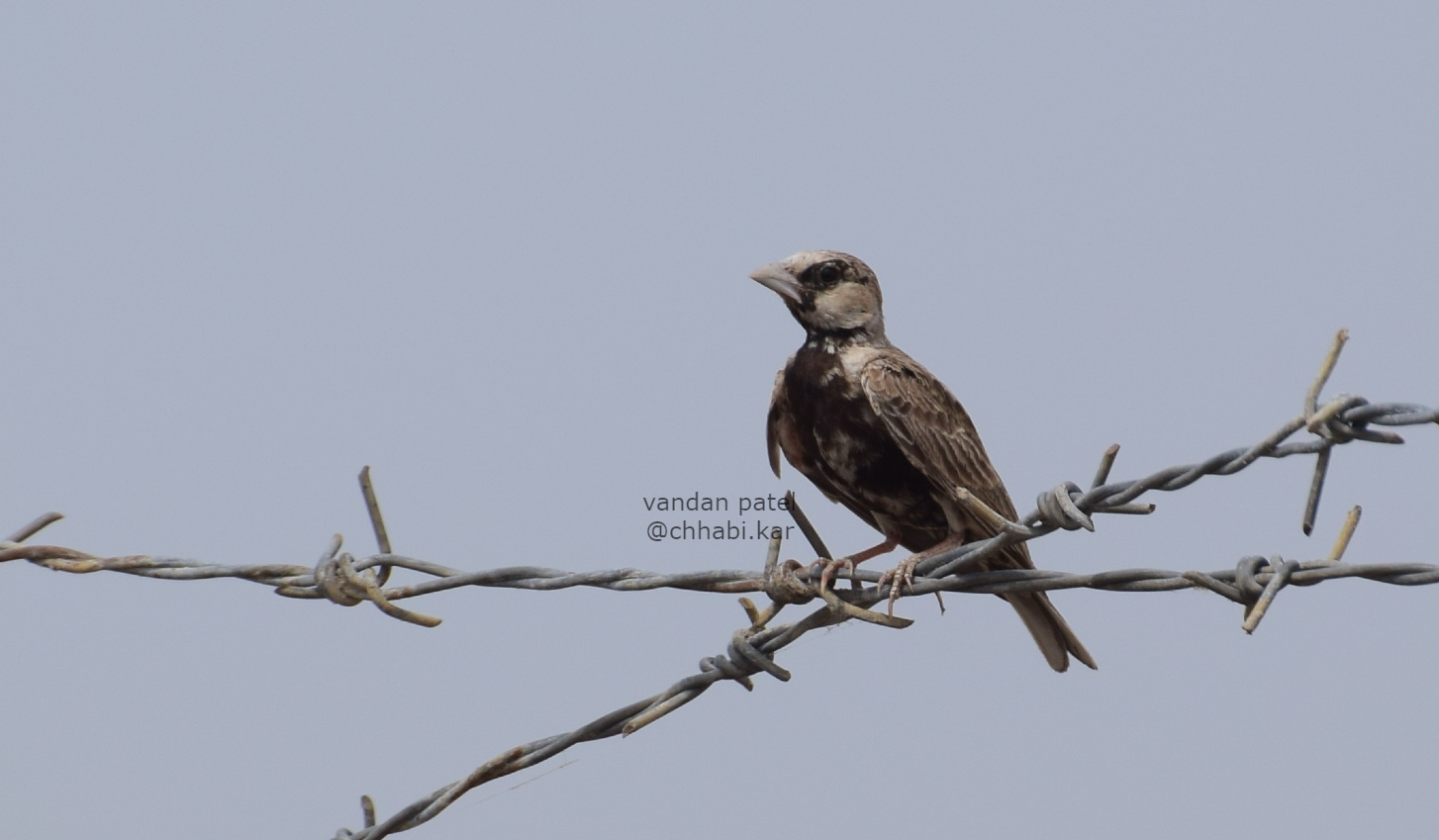 Black-crowned Sparrow Lark