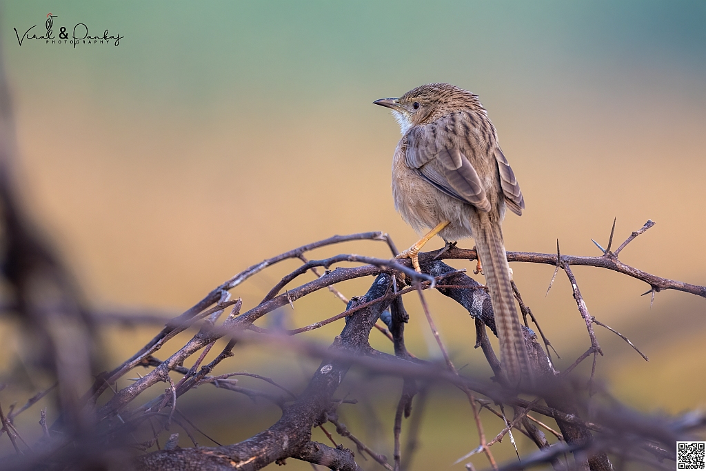 Common Babbler