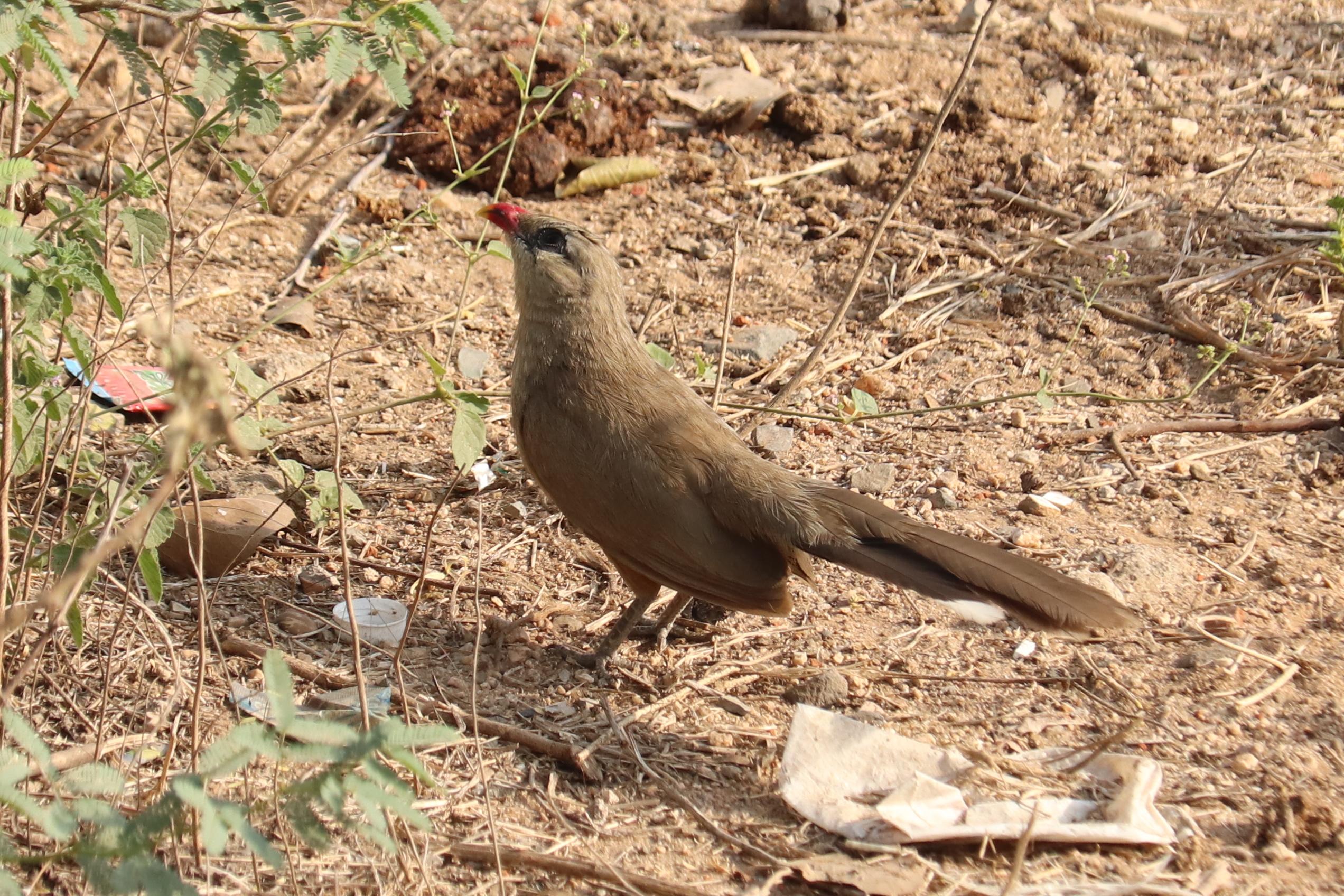 Sirkeer Malkoha