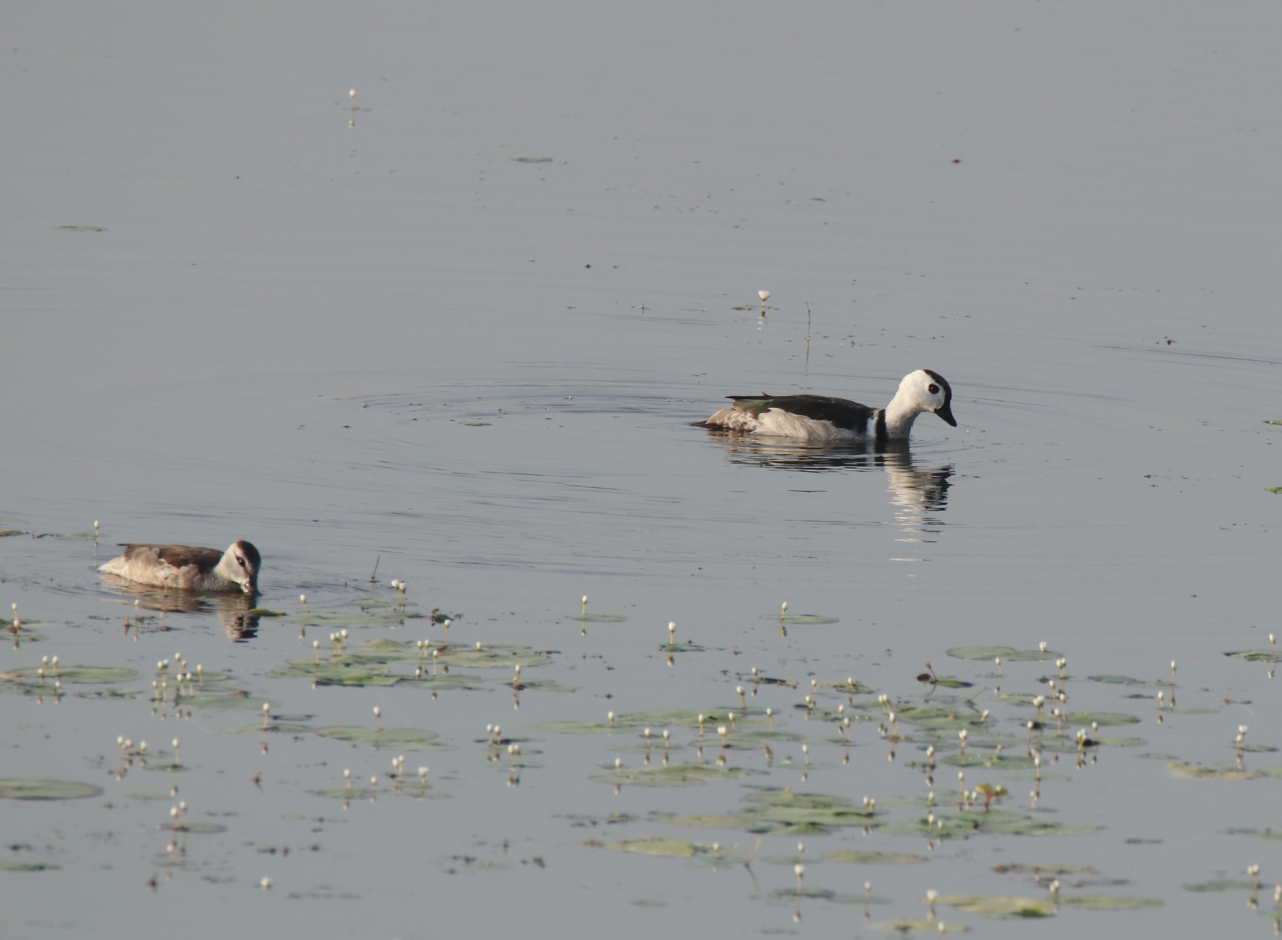 Cotton Pygmy-goose