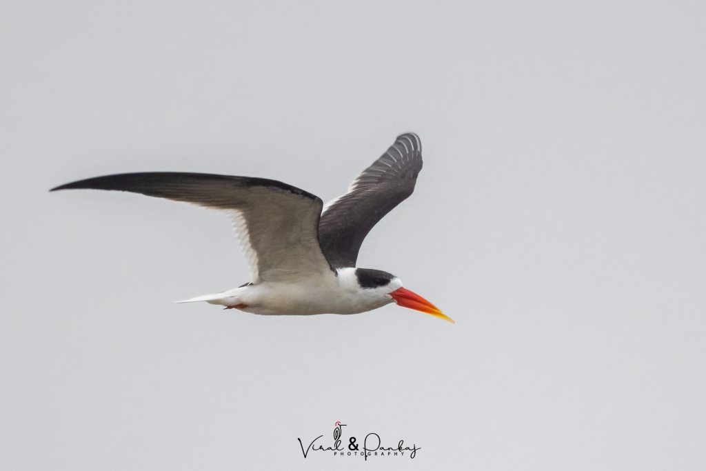 Indian Skimmer