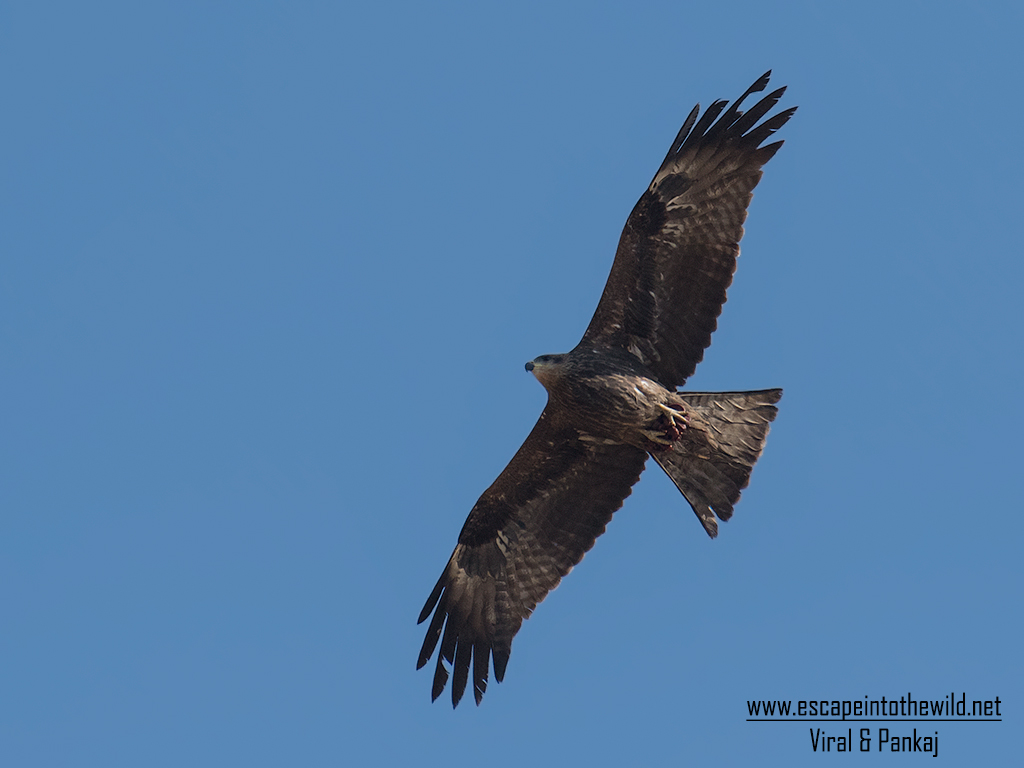 Black-eared Kite