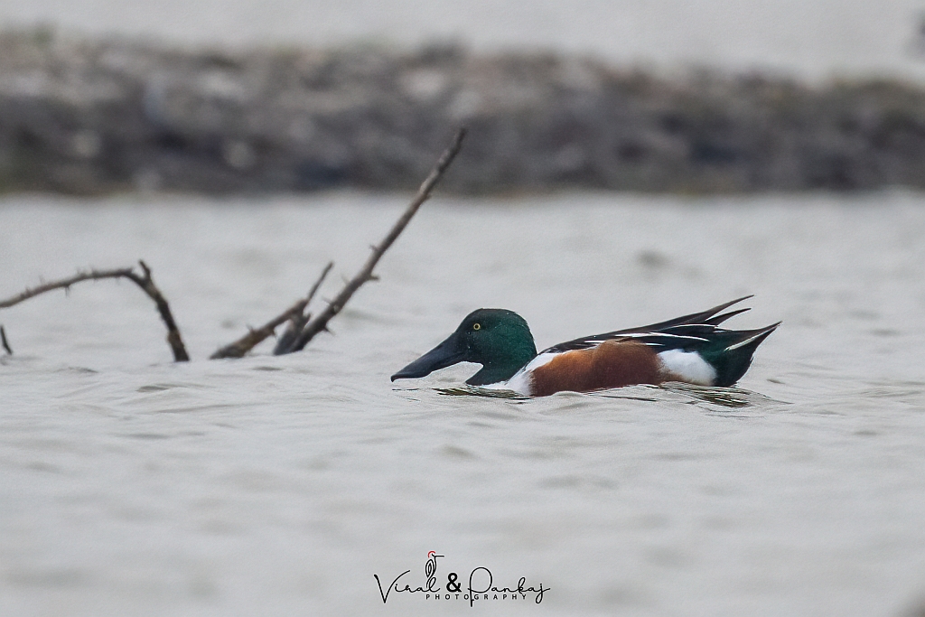 Northern Shoveller