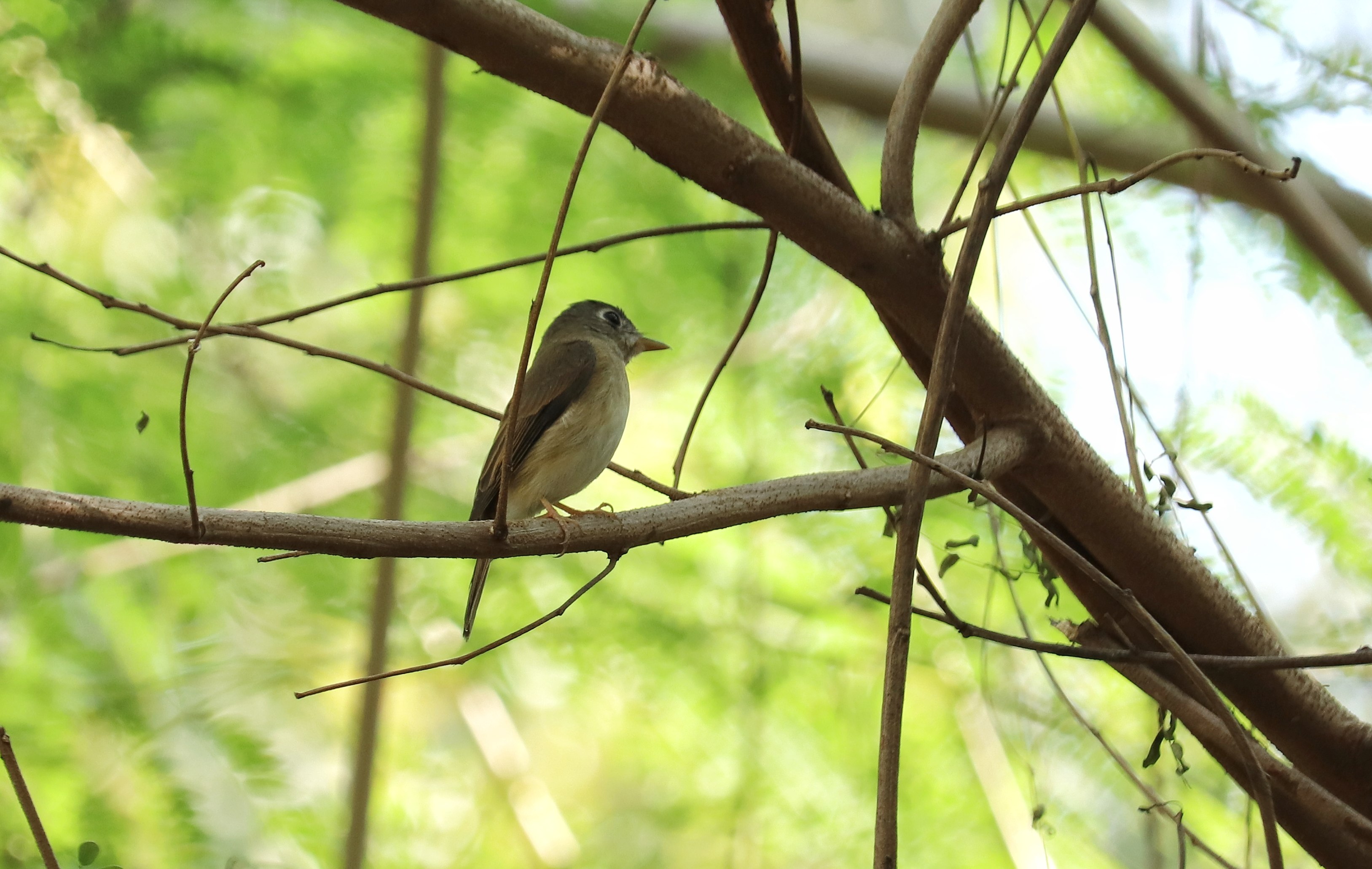 Asian Brown Flycatcher
