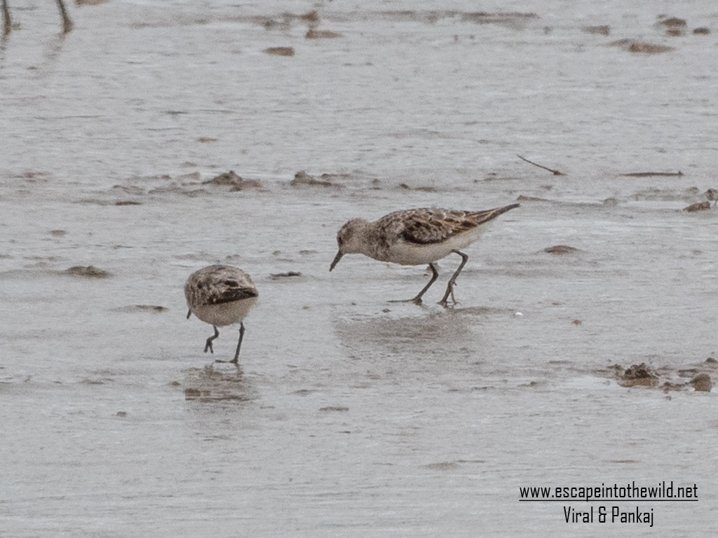 Little Stint