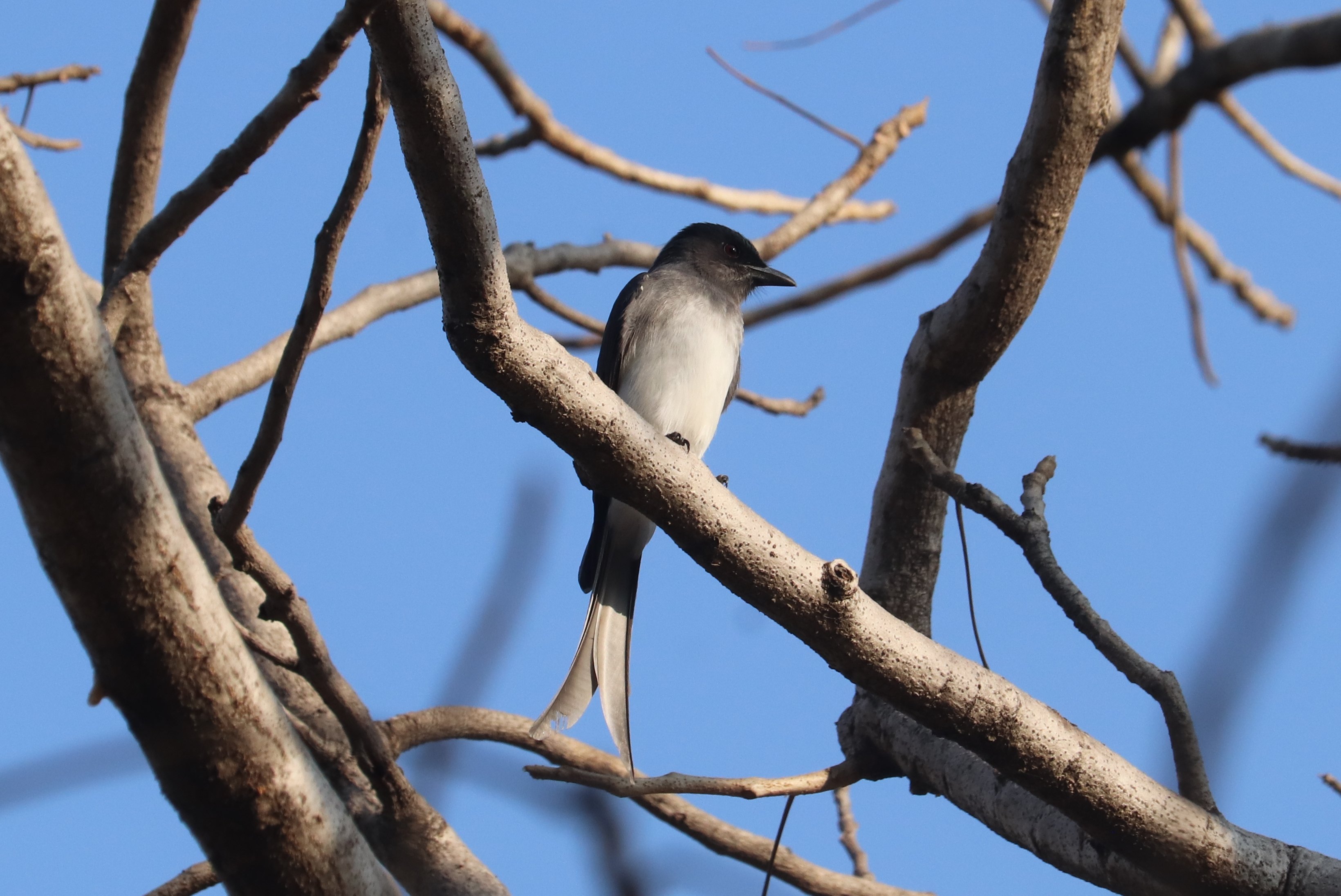 White-bellied Drongo