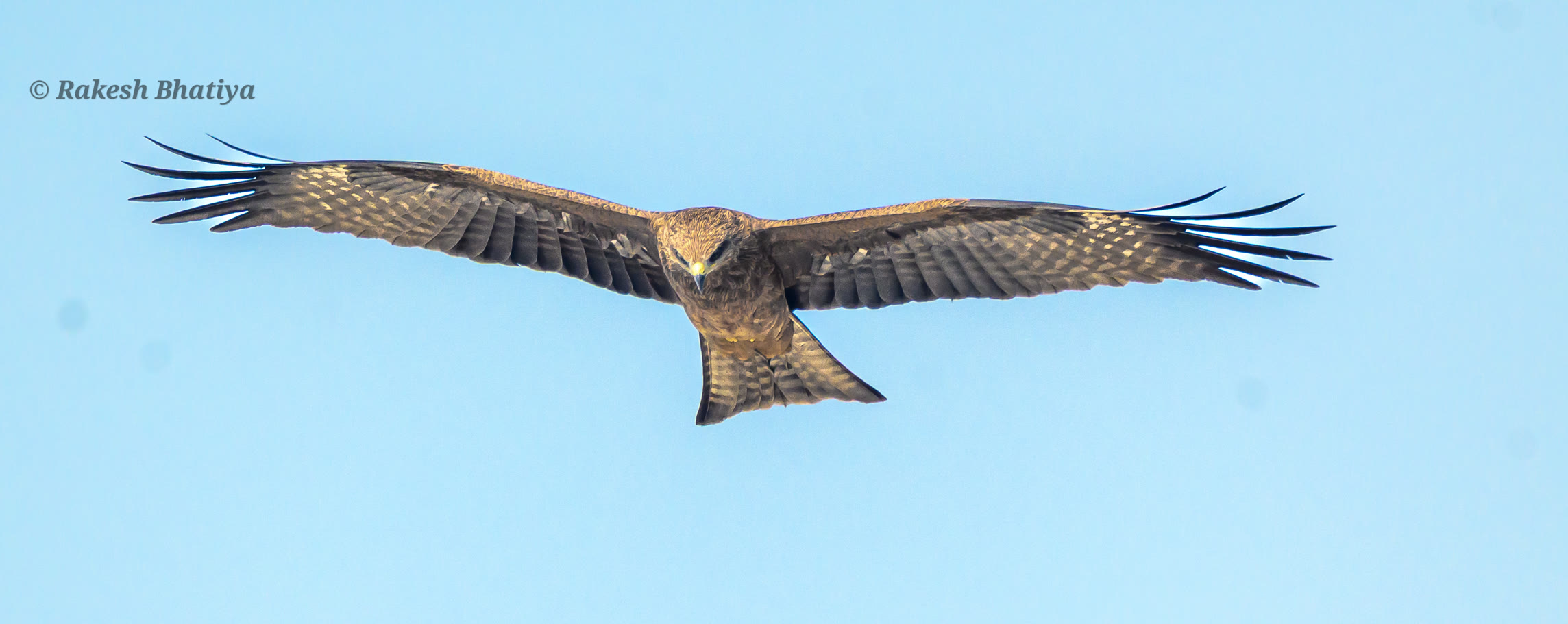 Black Kite