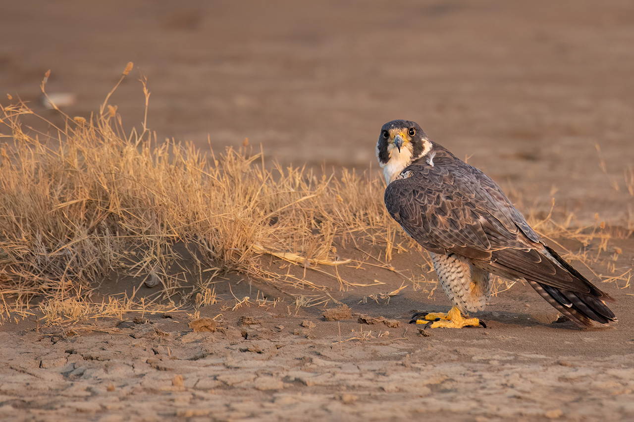 Peregrine Falcon