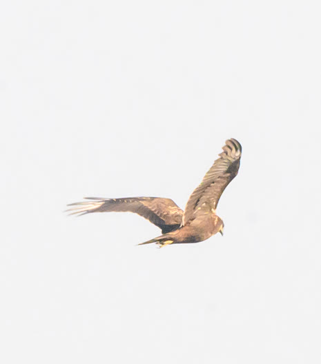 Western Marsh Harrier