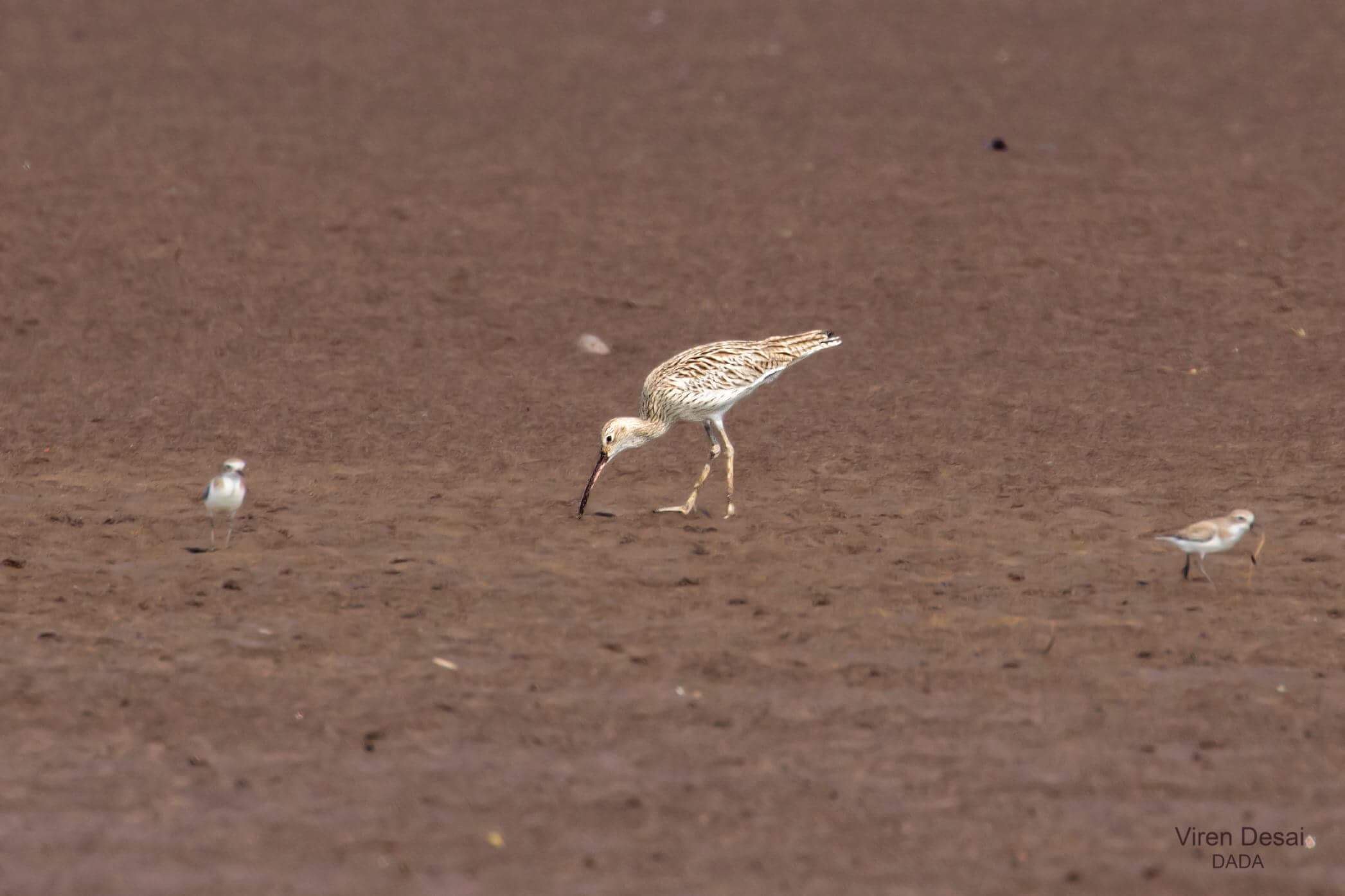 Whimbrel 