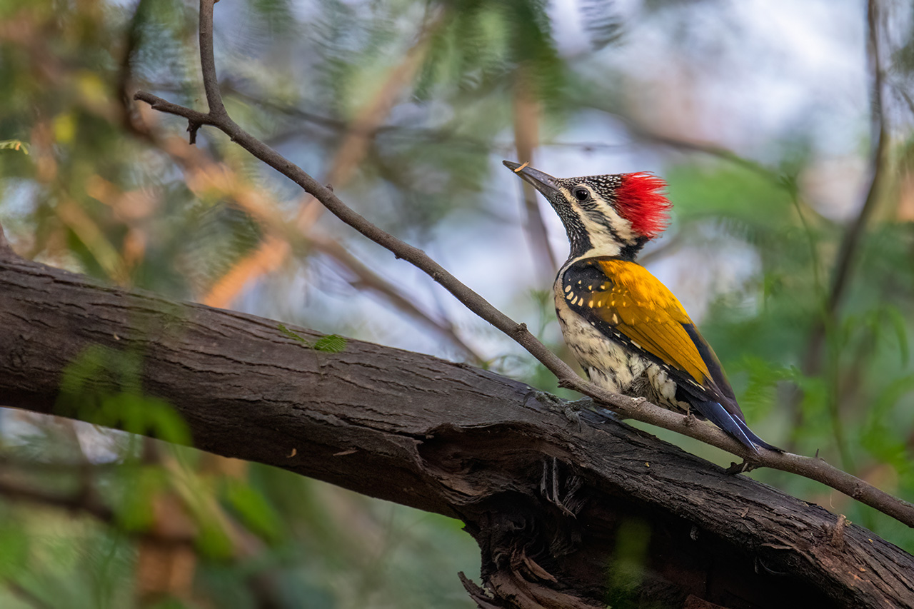 Black-rumped Flameback