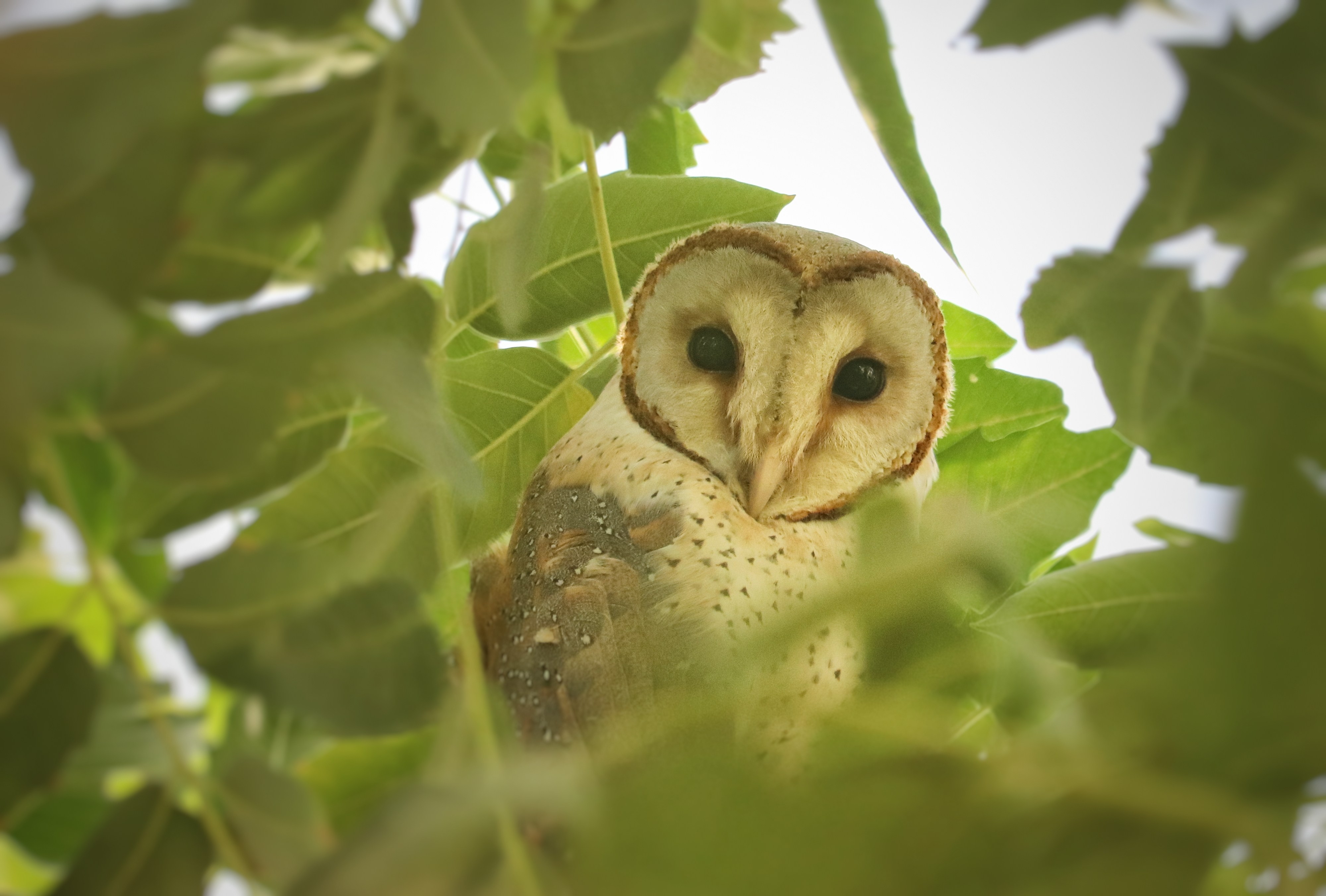 Barn Owl