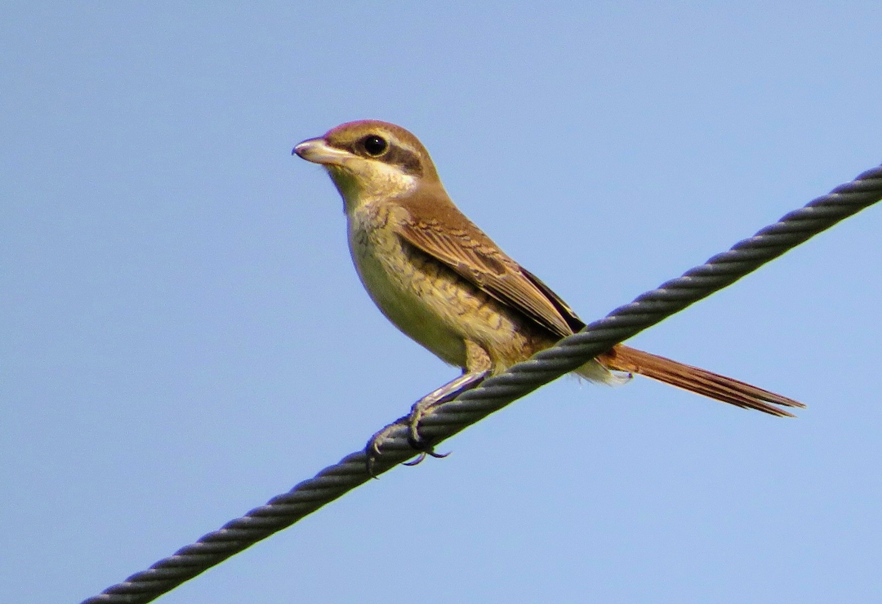 Brown Shrike