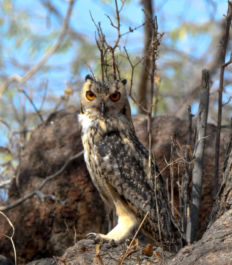 Rock Eagle Owl 