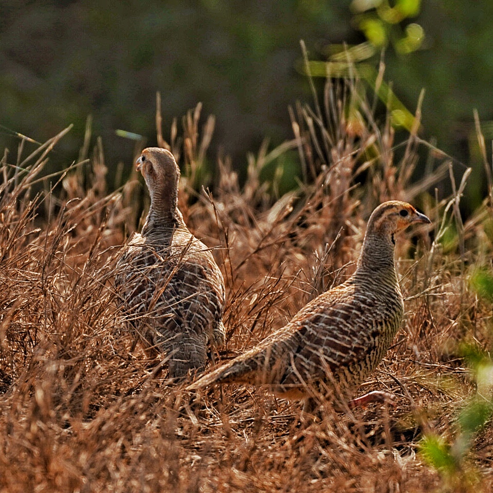 Grey Francolin