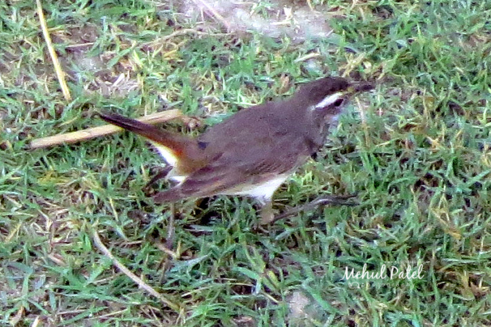 Rufous-tailed Scrub Robin