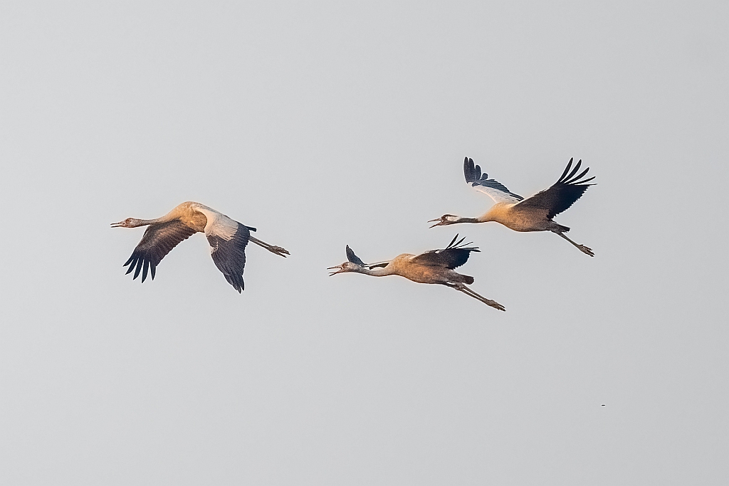Common Crane