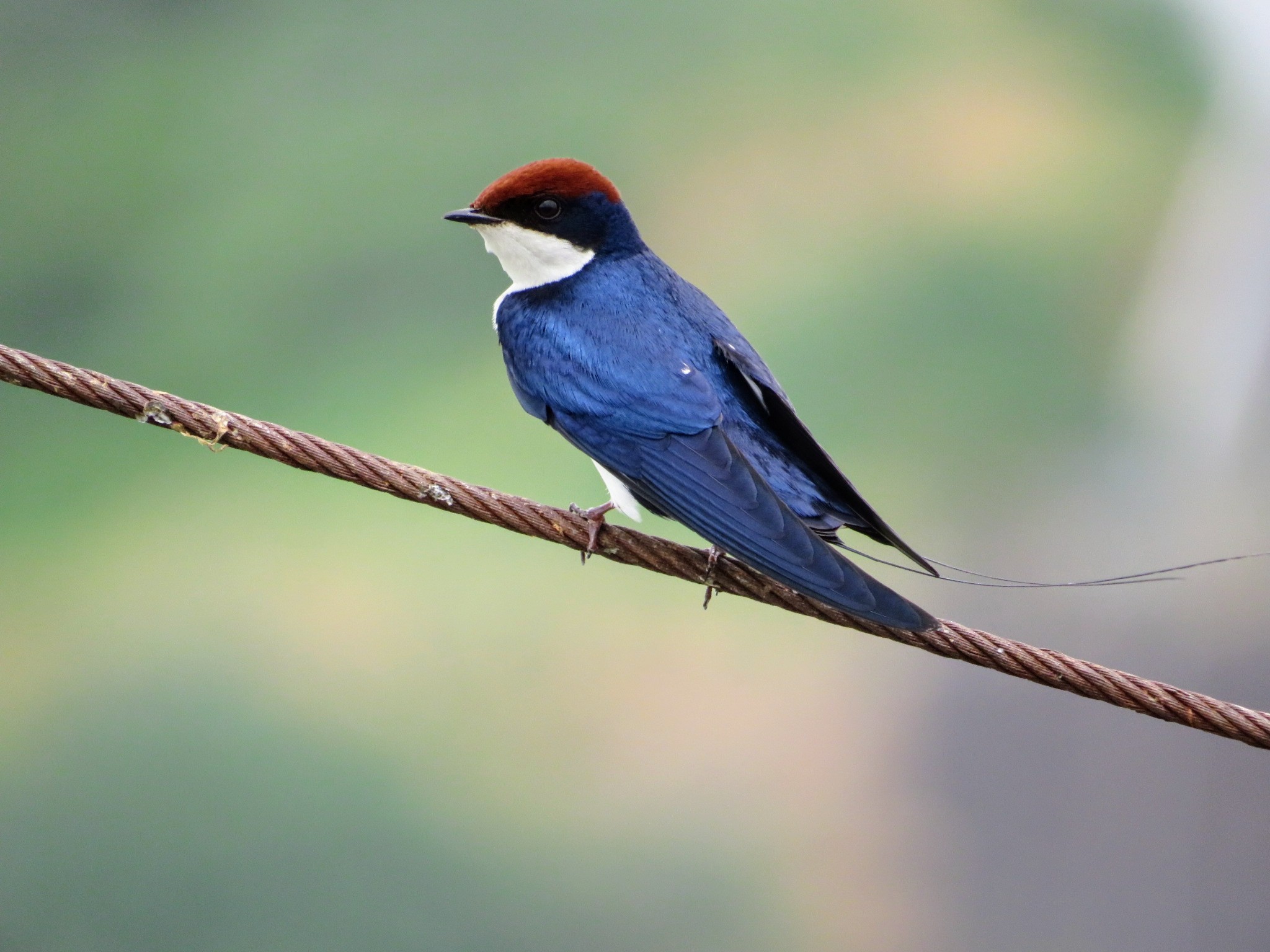 Wire-tailed Swallow