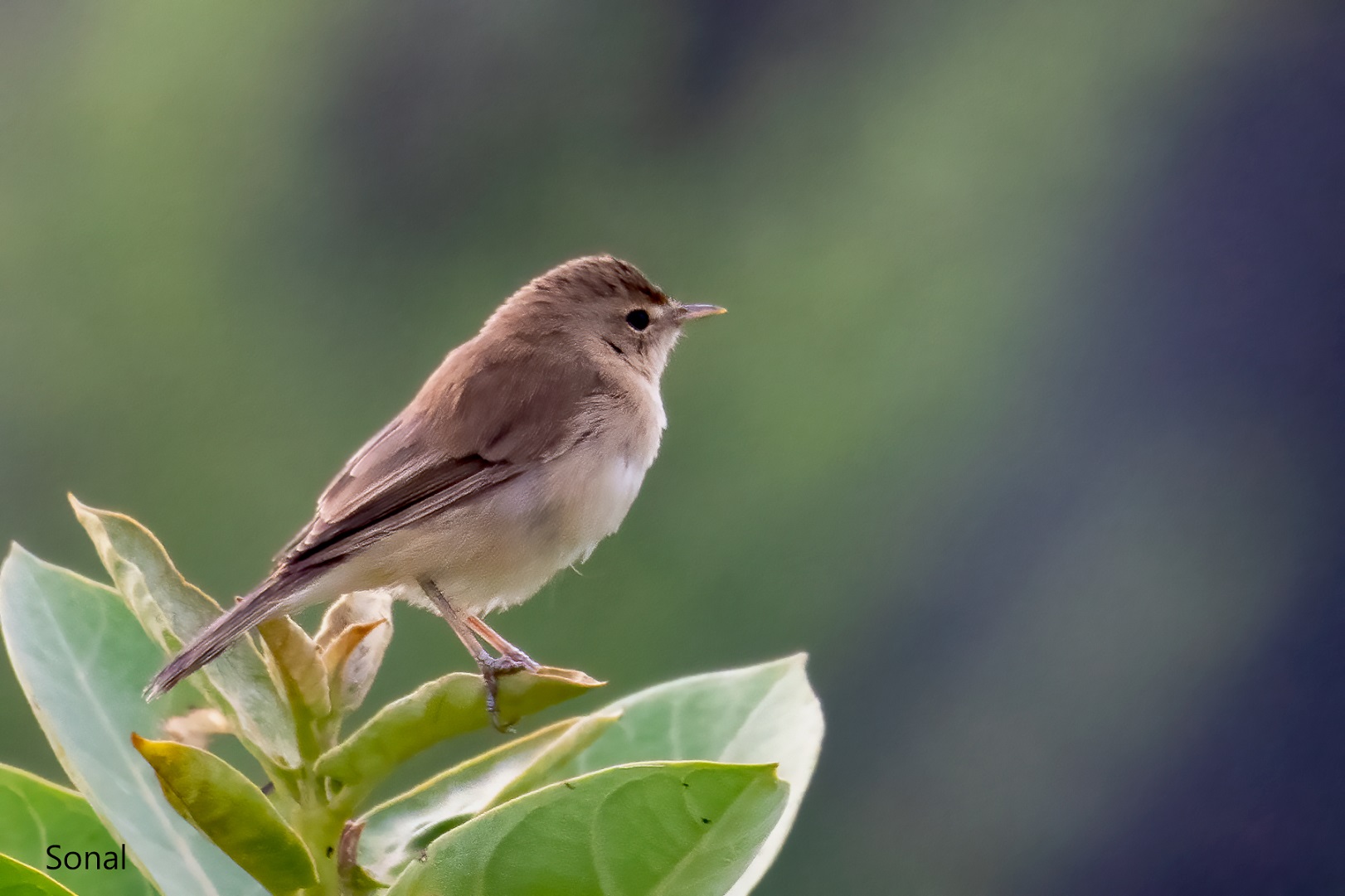 Booted Warbler