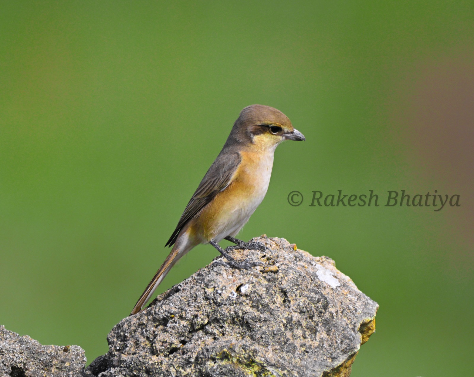 Brown Shrike