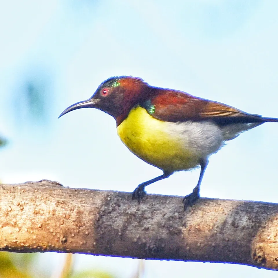 Purple-rumped Sunbird