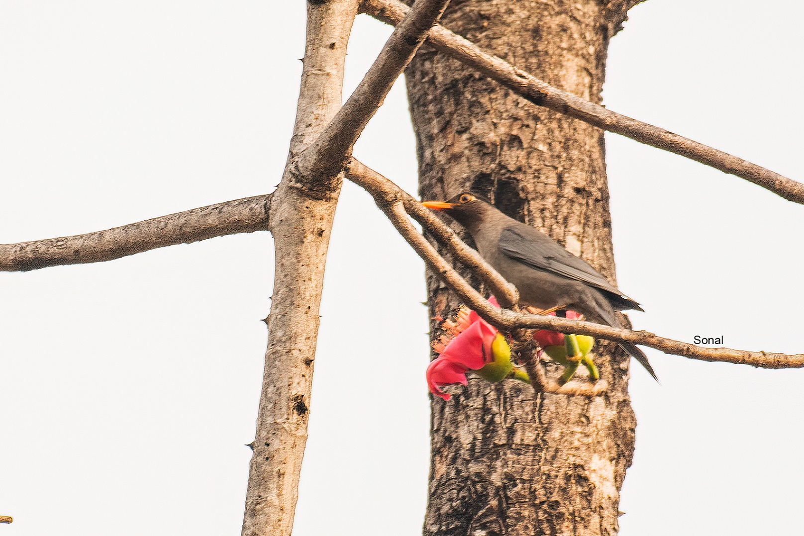 Indian Blackbird 