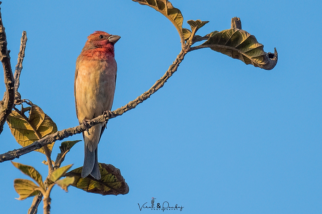 Common Rosefinch