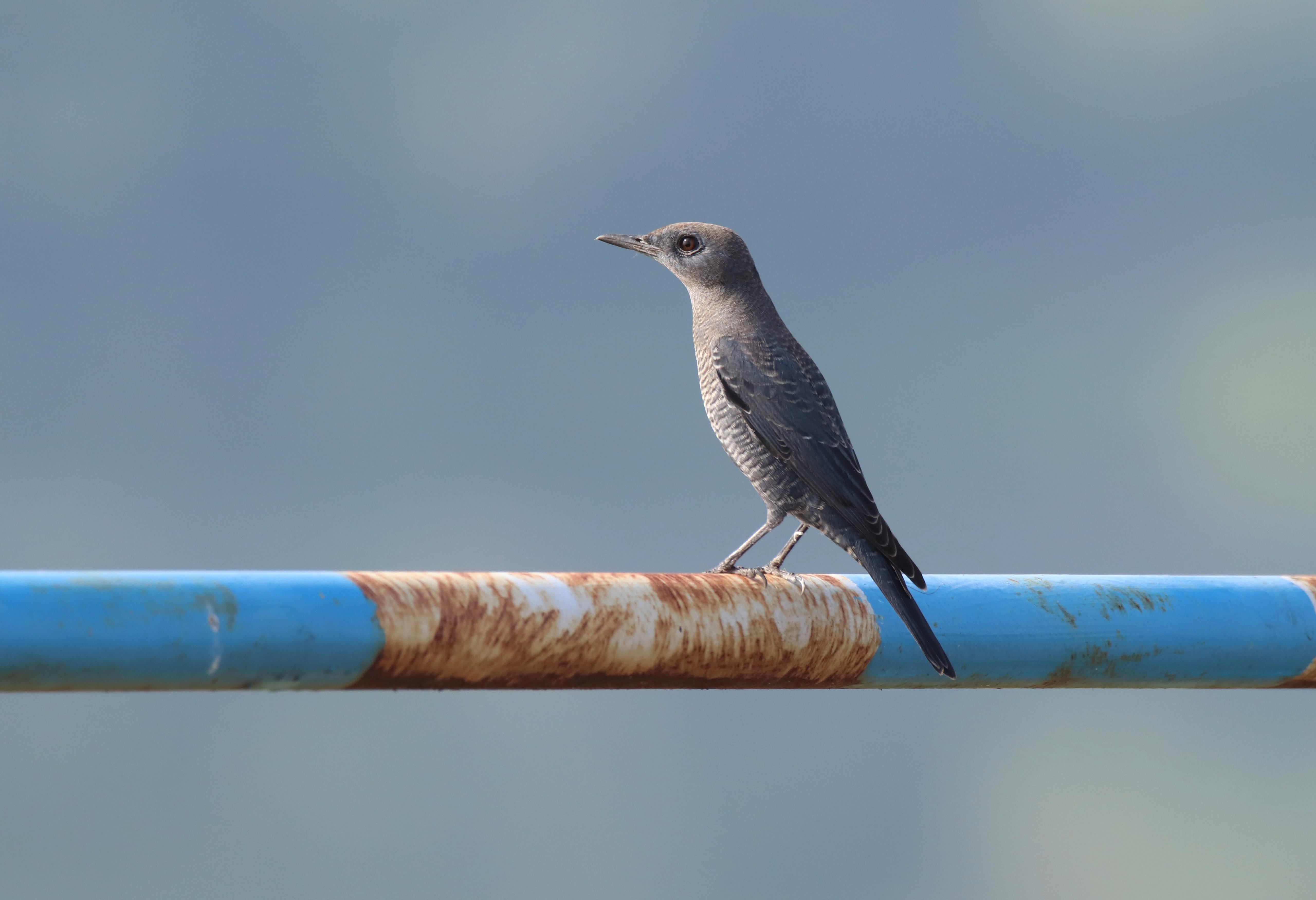 Blue Rock Thrush