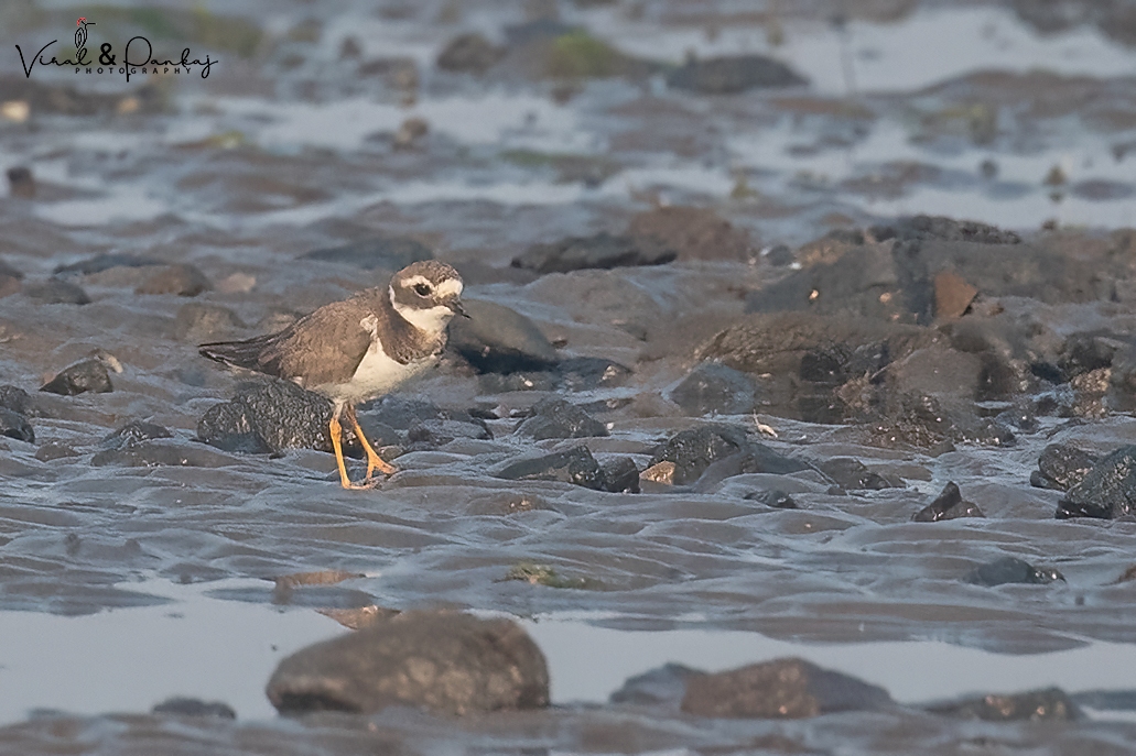 Common Ringed Plover