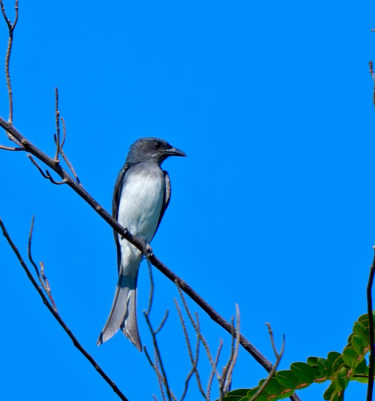 White-bellied Drongo