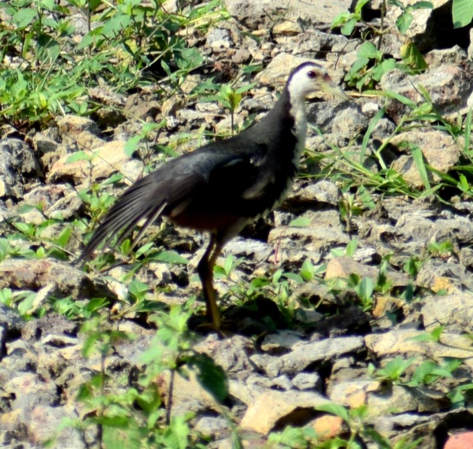 White-breasted Waterhen