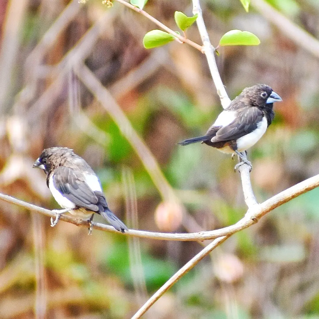 White-rumped Munia