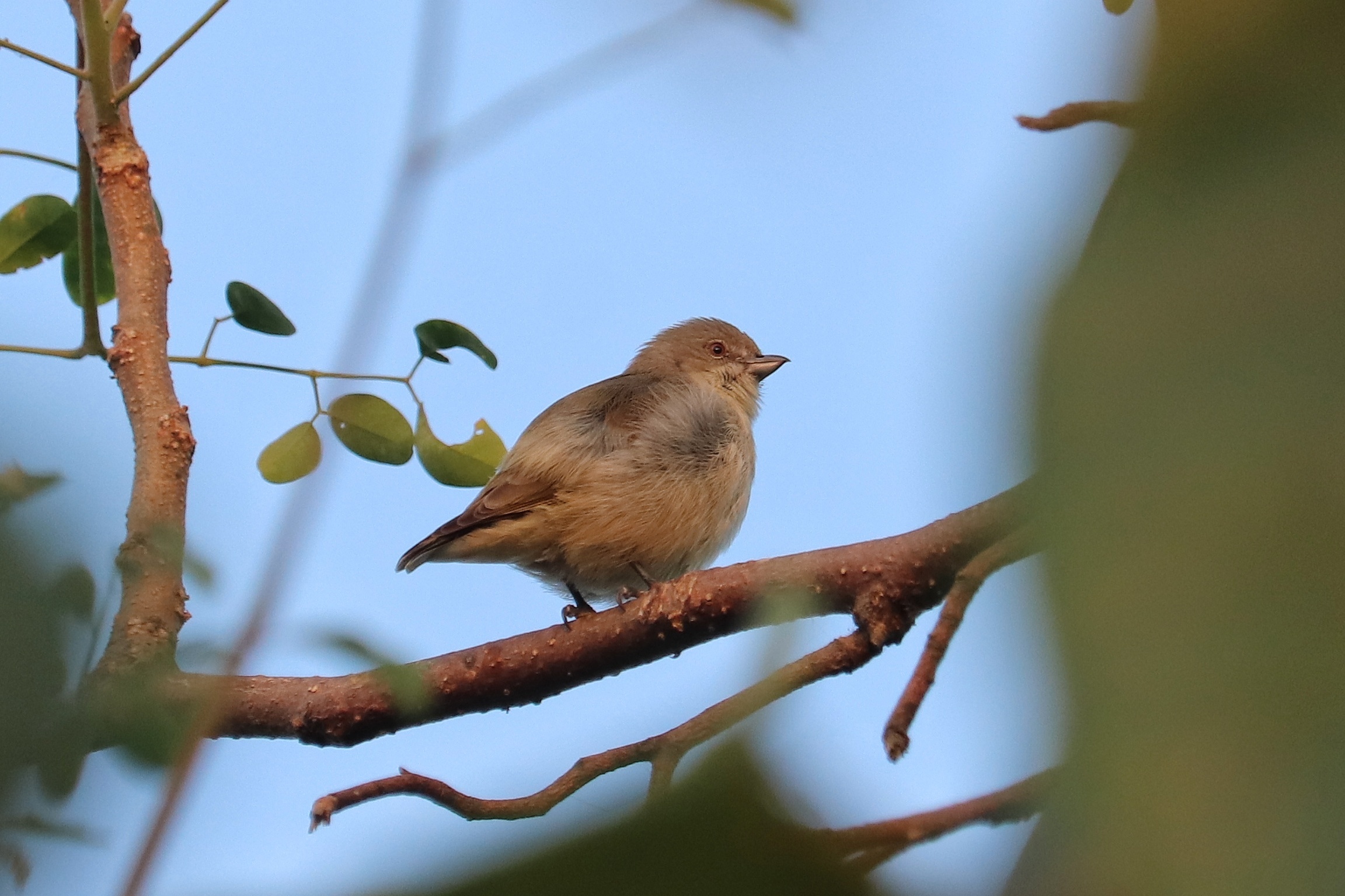 Thick-billed Flowerpecker