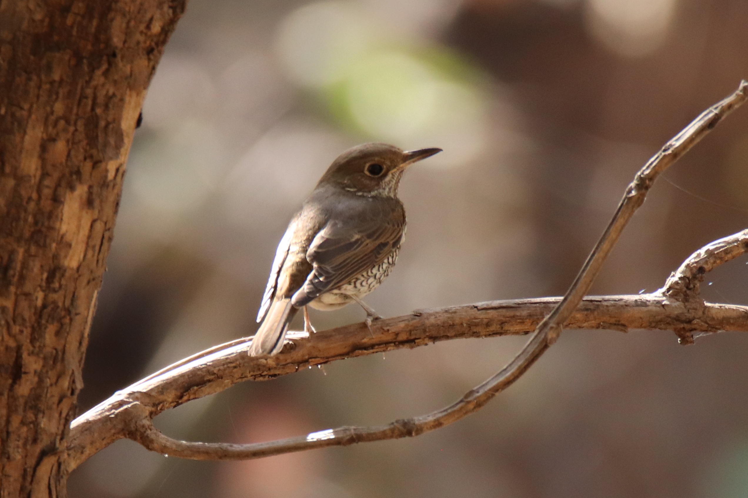 Blue-capped Rock Thrush