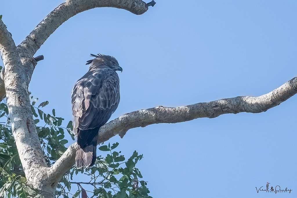 Changeable Hawk Eagle 