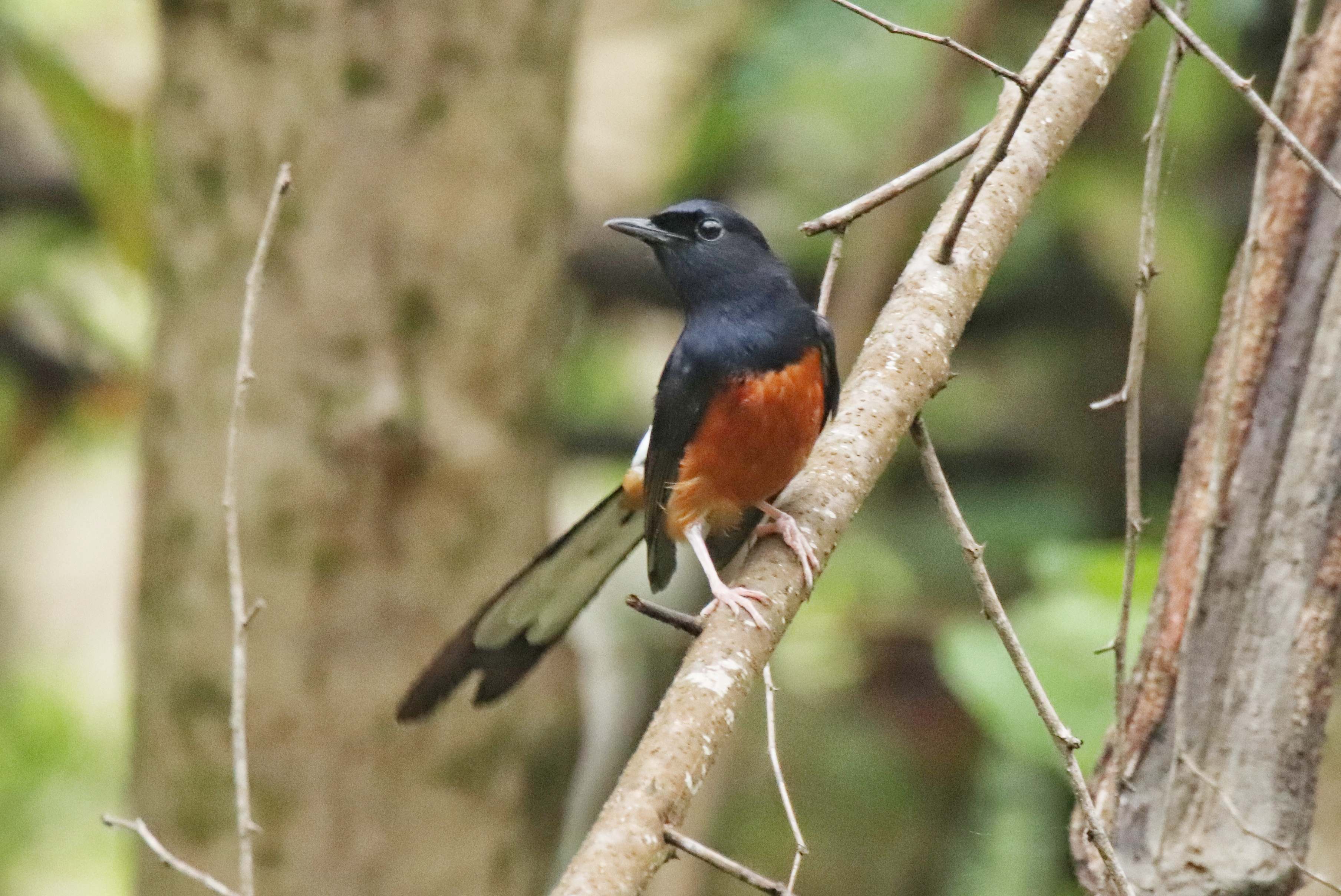 White-rumped Shama