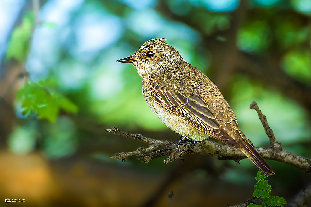 Spotted Flycatcher