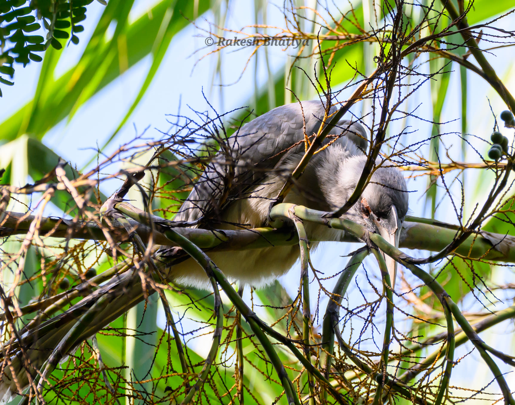 Indian Grey Hornbill