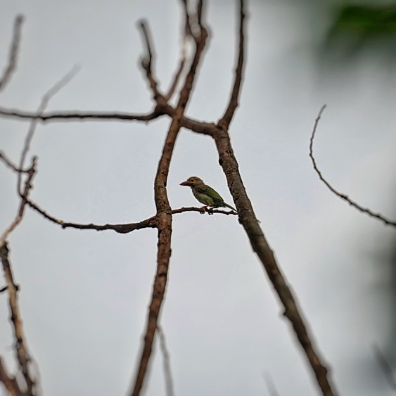 Brown-headed Barbet