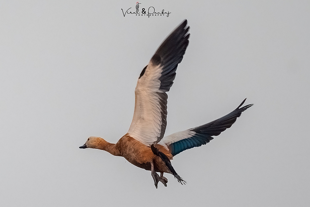 Ruddy Shelduck