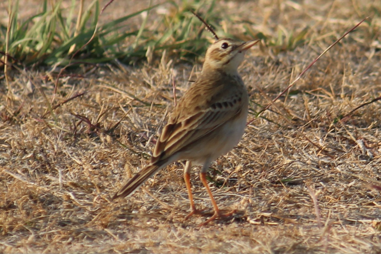 Tawny Pipit