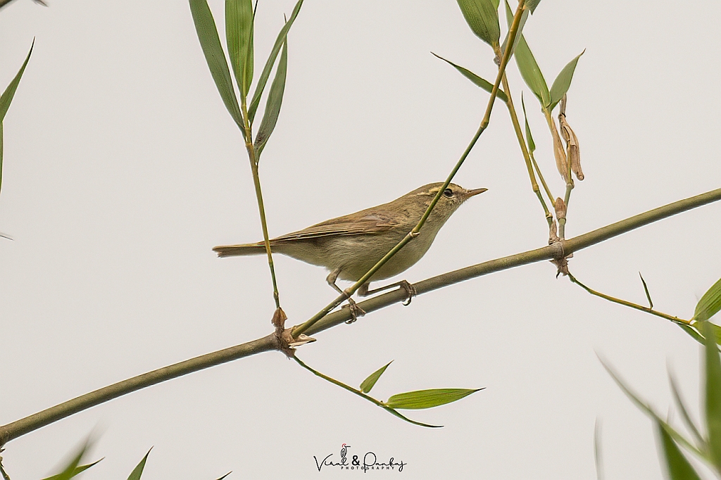 Greenish Warbler