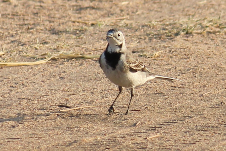 White Wagtail