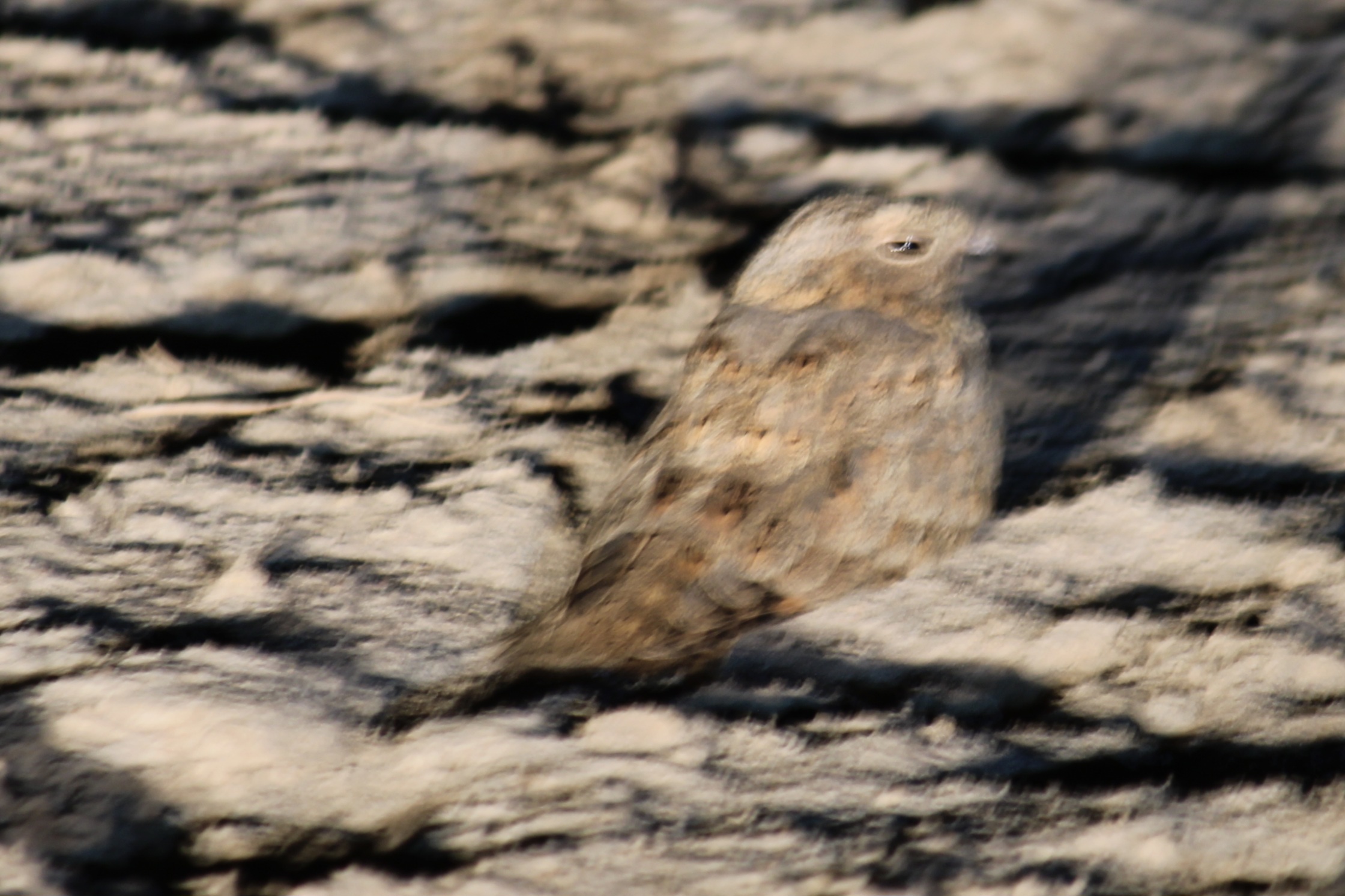 Sykes's Nightjar
